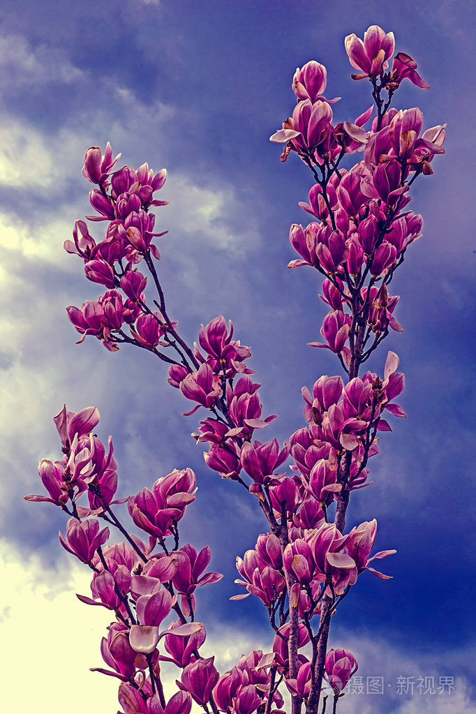 分支机构与盛开的玉兰在蓝色的光