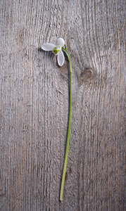 雪花莲