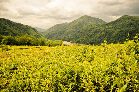 茶叶种植园