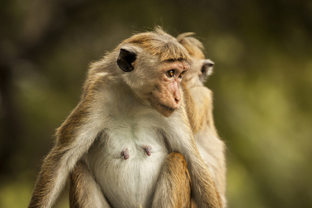 在斯里兰卡的猴子