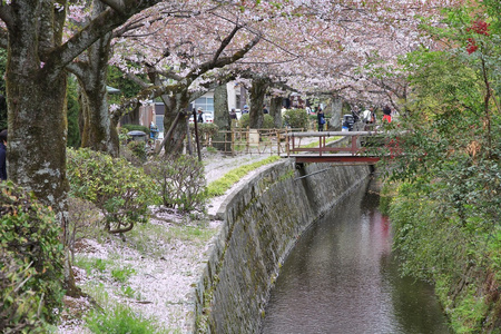 京都樱花盛开