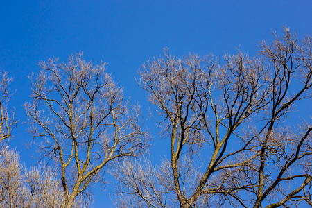 树冠的树冠反对蓝天, 自然春天背景