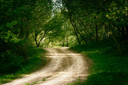 在夏季森林地面道路