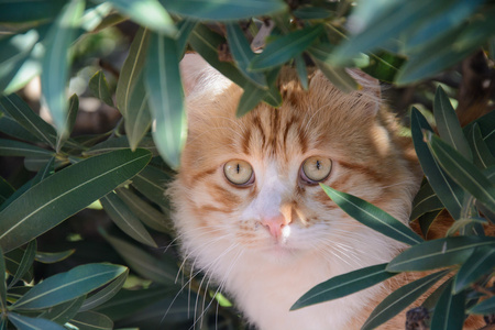 生姜和白花猫在树丛中的肖像