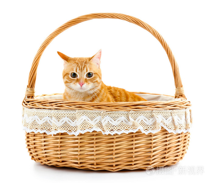 红猫在柳条篮子上白色孤立