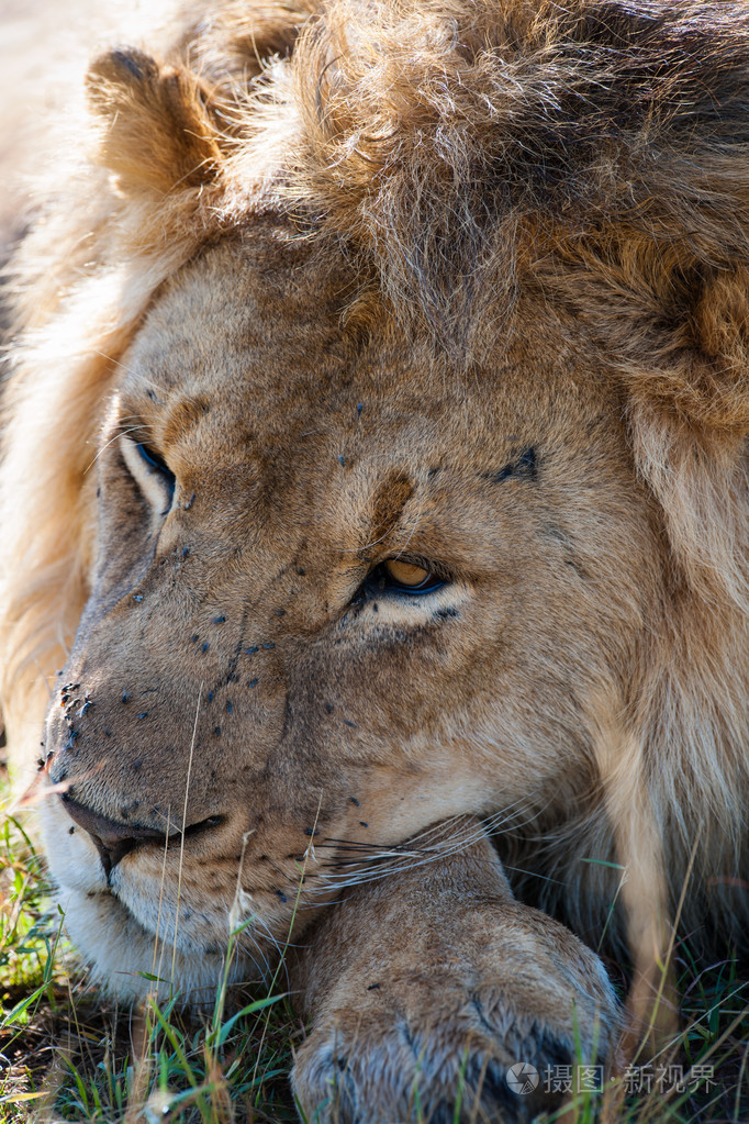 在非洲大草原的狮子