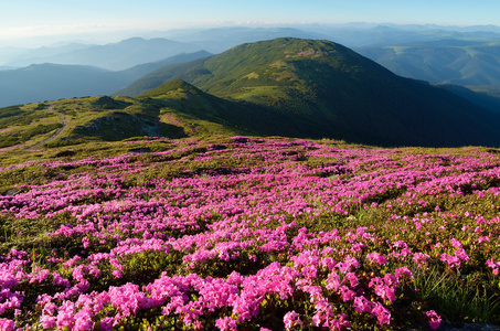 山中的花