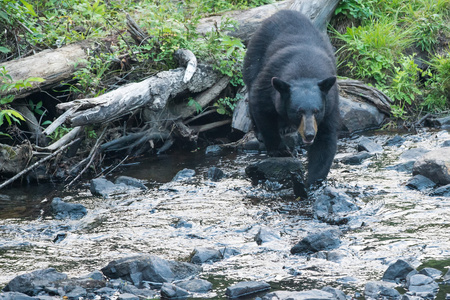 黑熊同时渡河