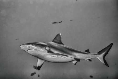 灰色鲨鱼颌骨准备攻击在 bw