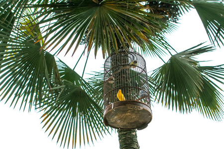鸟笼挂在一棵棕榈树上