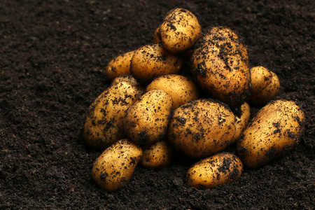 新收获的土豆
