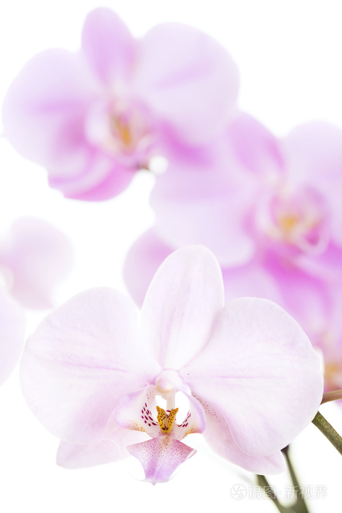 美丽的兰花粉红色花朵特写照片 正版商用图片1isu93 摄图新视界