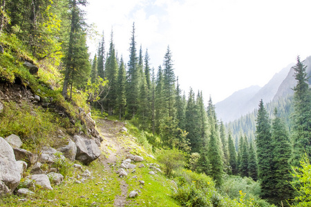 在森林里的山路