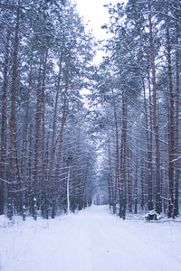 在森林里的雪路