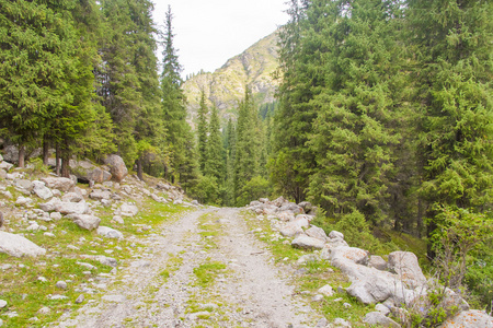 在森林里的山路