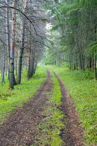 在森林里的山路