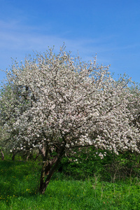 桃花苹果树