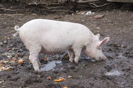 小猪吃站在泥里