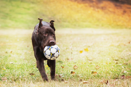 在背景上的草地上玩耍的拉布拉多犬
