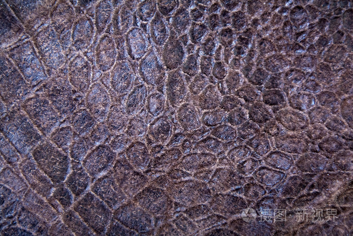 爬行动物的皮肤纹理