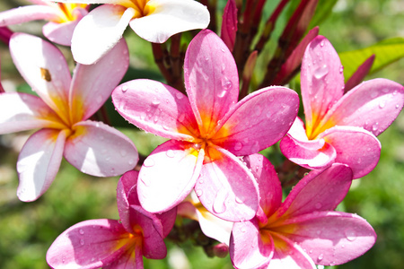 热带花卉素馨花的分支
