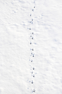 在洁白的雪地通路