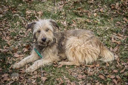 半品种牧羊犬在自然背景的肖像照片