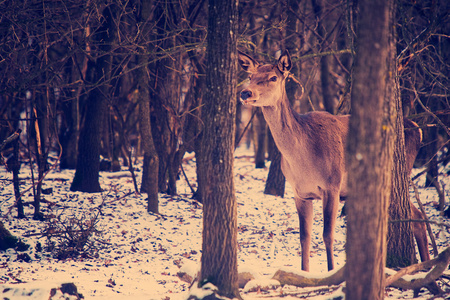 在森林里的母鹿