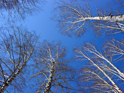 春天的桦树顶靠在天空上