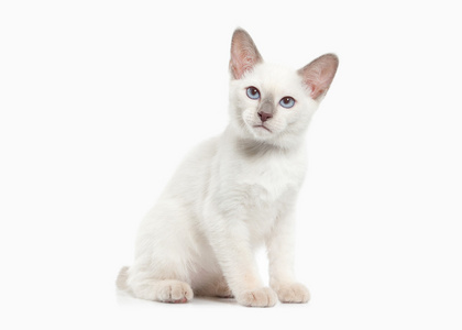 猫。白色背景上的泰国小猫