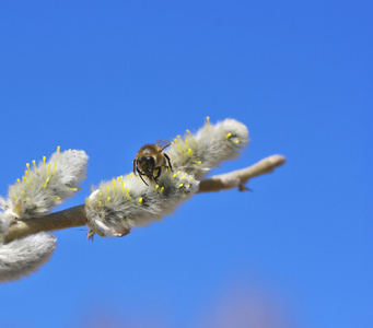 蜜蜂在柳树上