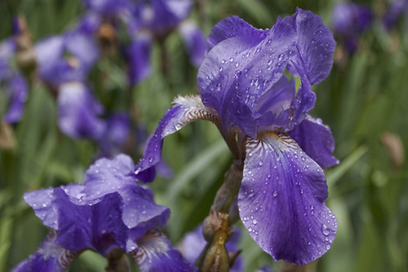 蓝色鸢尾花蓝色鸢尾一朵长在春天花园里的鸢尾花在春天的背景上的明亮