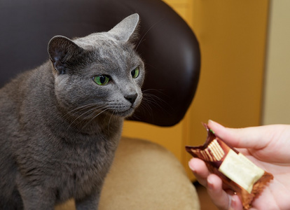 棕色背景脏,猫肖像,动物,家猫,蓝色俄罗斯,俄罗斯蓝猫俄罗斯蓝猫猫咪