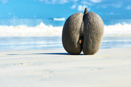海滩上的海椰子