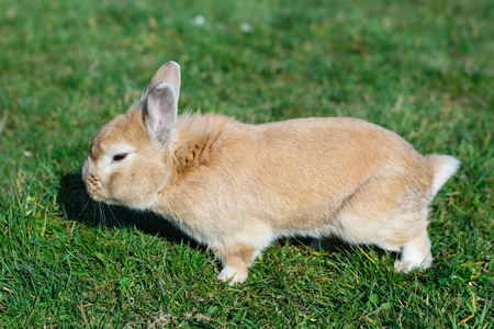 夏天花园里的绿色草地上的小棕兔