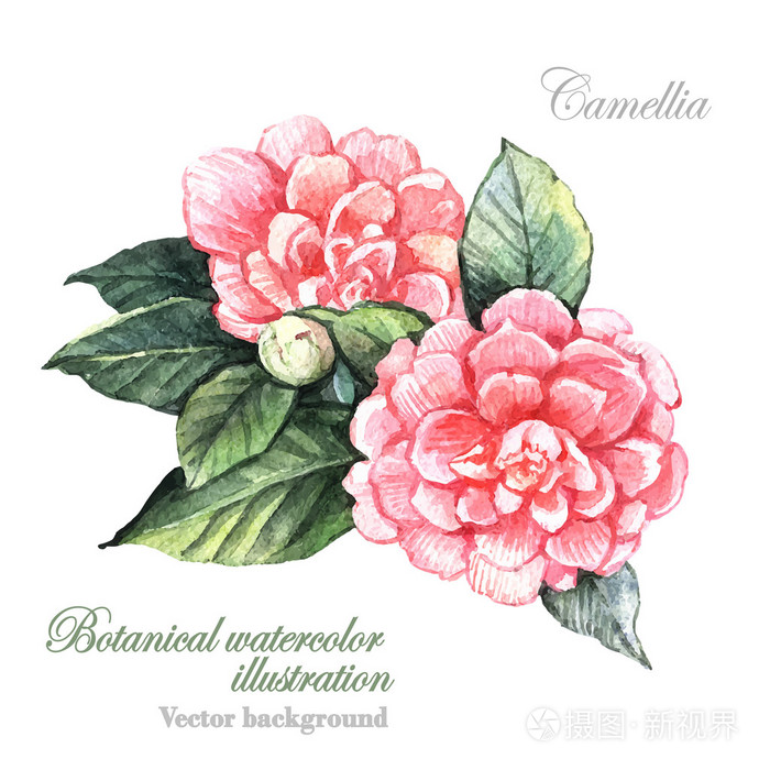 水彩金花茶花朵