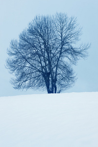 冬季景观树与西班牙纳瓦拉的雪