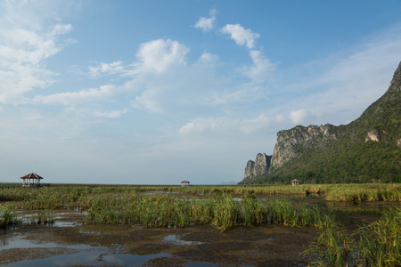 沼泽