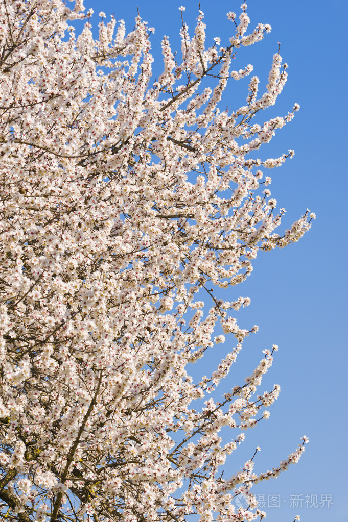 日本的樱花树盛开的鲜花