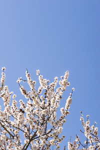 日本的樱花树盛开的鲜花