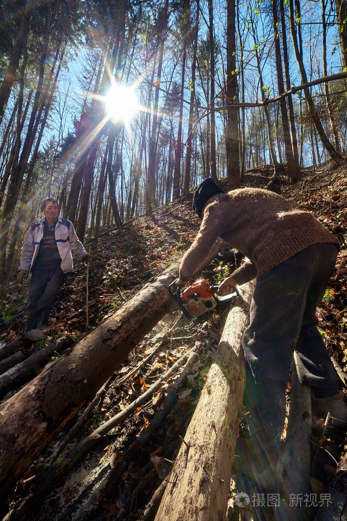 高级伐木砍伐树木