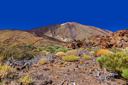 火山泰德国在特内里费岛金丝雀