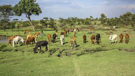 牛和牛在马赛马拉国家公园