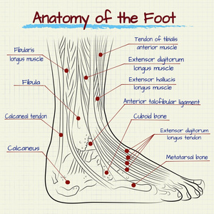 人类的脚的结构