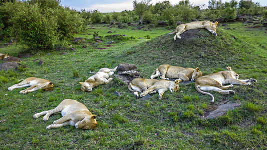 狮子的家人放松在马赛马拉国家公园