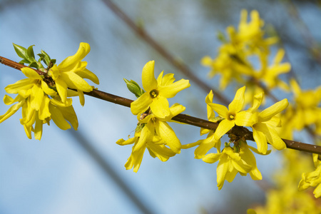连翘，美丽的春天布什与黄色的花朵