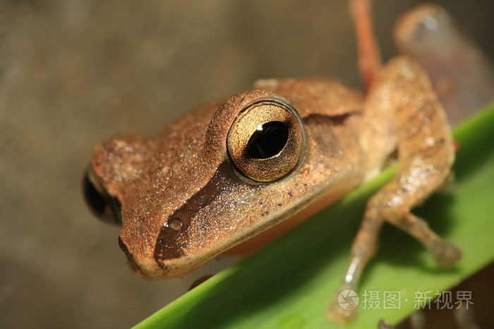 青蛙头,重点放在眼睛特写