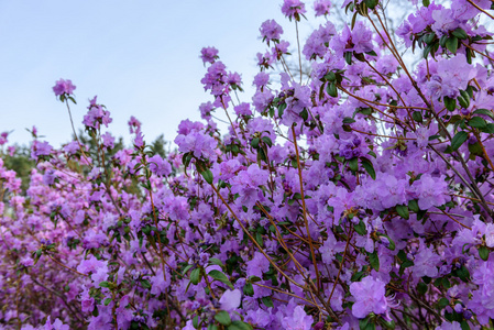 杜鹃花驯化