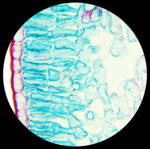 迎春叶 叶的冬季茉莉花 c 在显微镜下照片