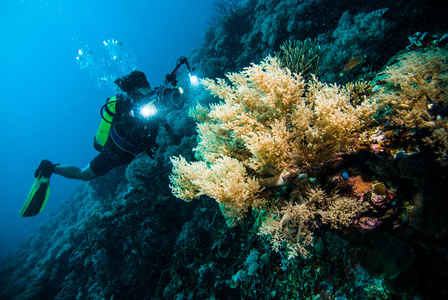 潜水员拍一张照片视频后珊瑚 kapoposang 印度尼西亚水肺潜水